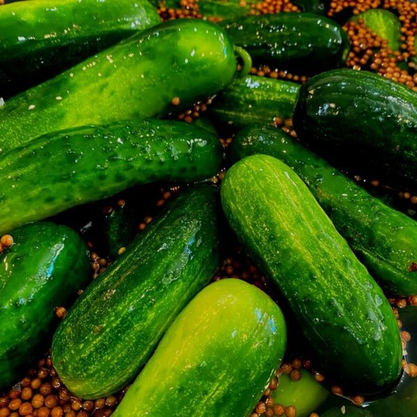 The Pickle Guys New Pickles